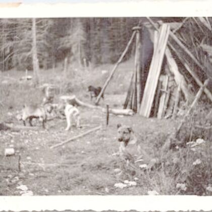 La marginea pădurii