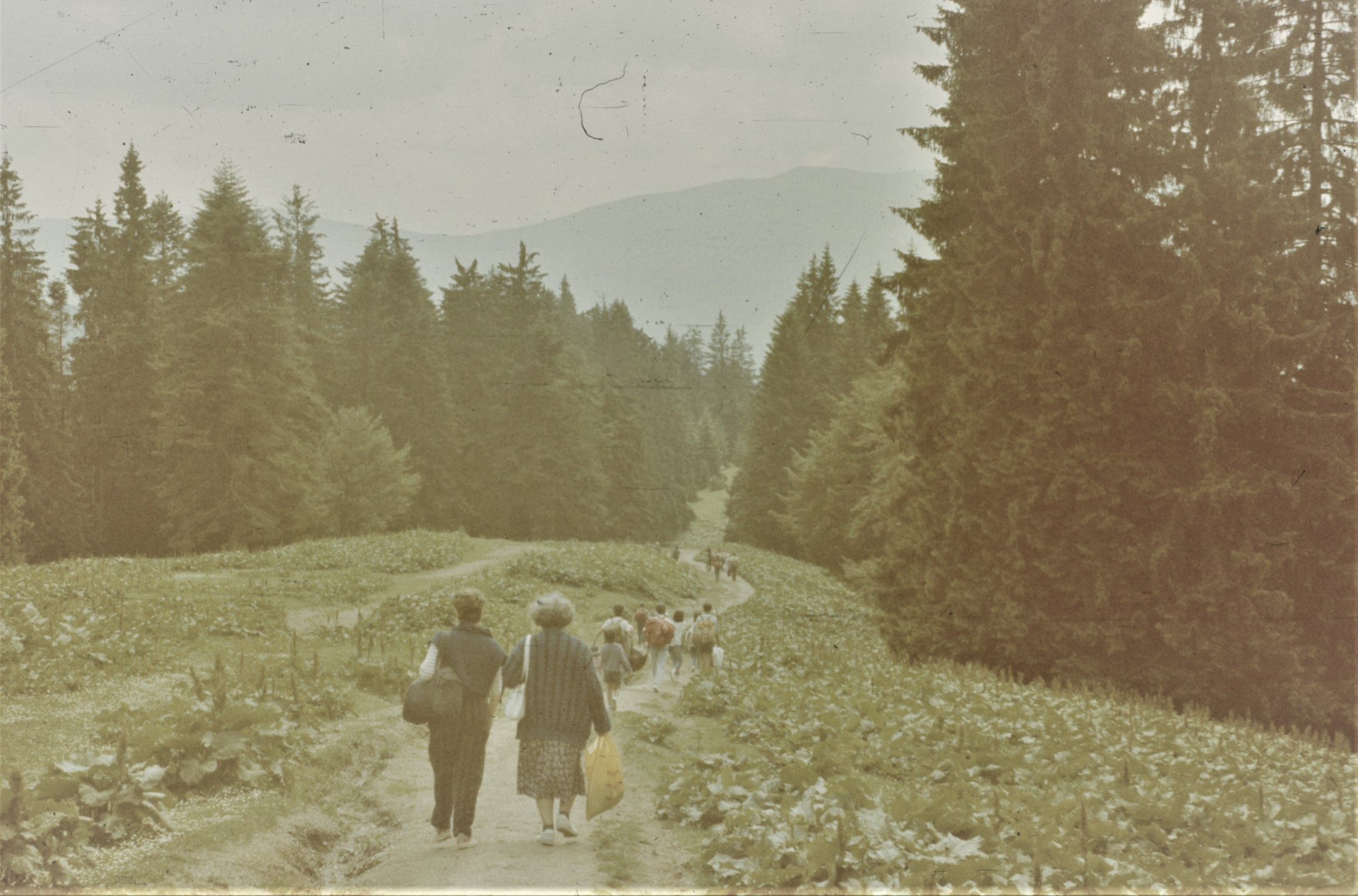 Spre Cabana Gârbova